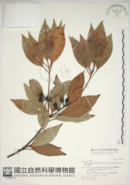 金新木薑子藏品圖，第1張