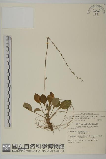 臺灣鬼督郵藏品圖，第1張