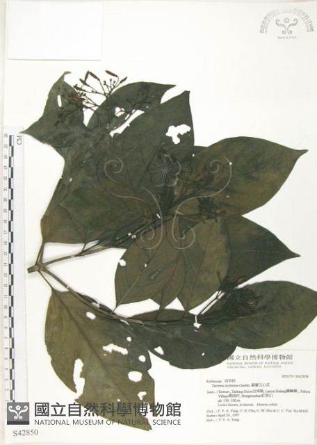 錫蘭玉心花藏品圖，第1張