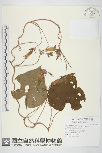 銳葉牽牛藏品圖，第1張