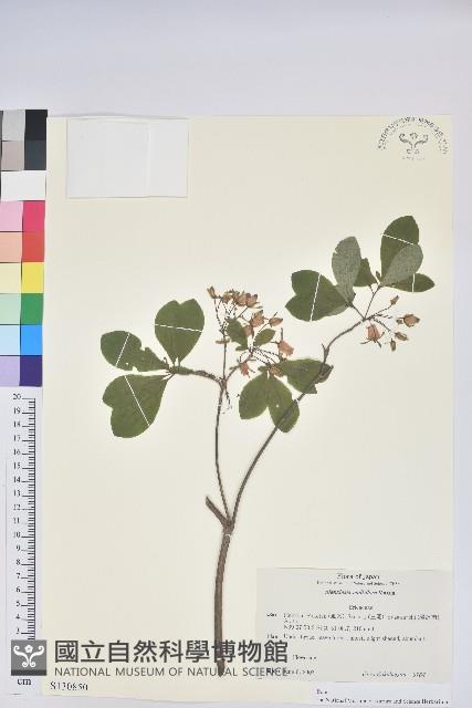 登錄號:S130850藏品圖，第1張