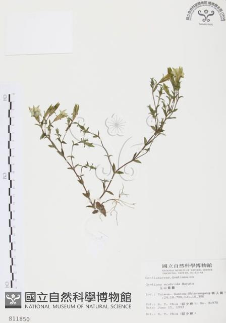 玉山龍膽藏品圖，第1張