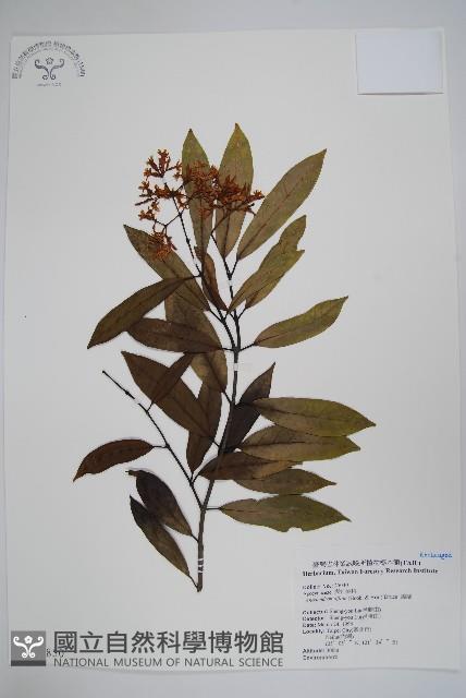 小錦蘭藏品圖，第1張