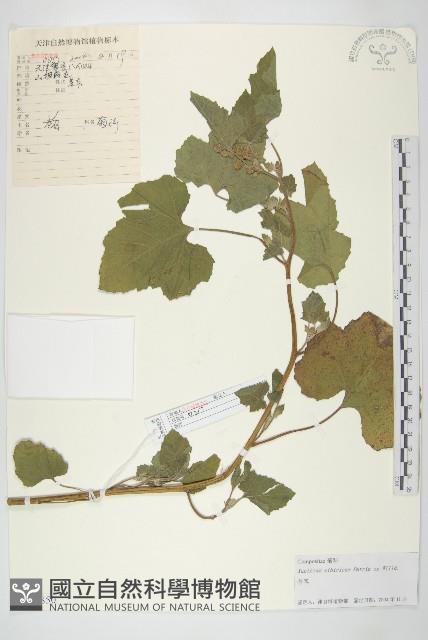 蒼耳藏品圖，第1張