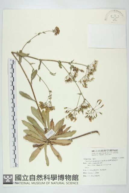 臺灣假黃鵪菜藏品圖，第1張