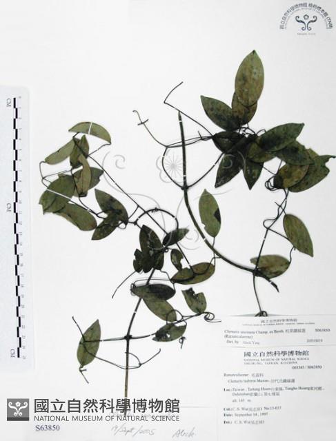 柱果鐵線蓮藏品圖，第1張