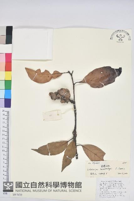 白穗石櫟藏品圖，第1張