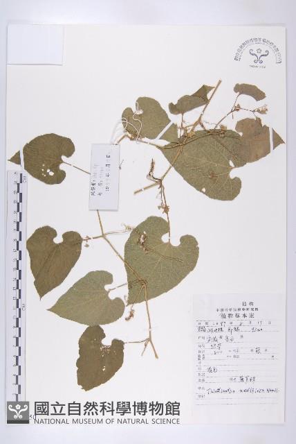 青牛膽藏品圖，第1張