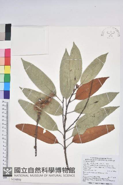 火燒柯、栲樹藏品圖，第1張