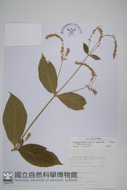 日本牛膝藏品圖，第1張