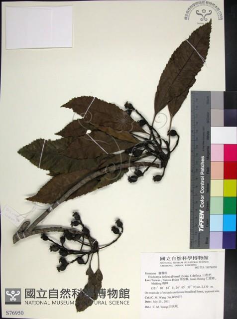 山枇杷、臺灣枇杷藏品圖，第1張