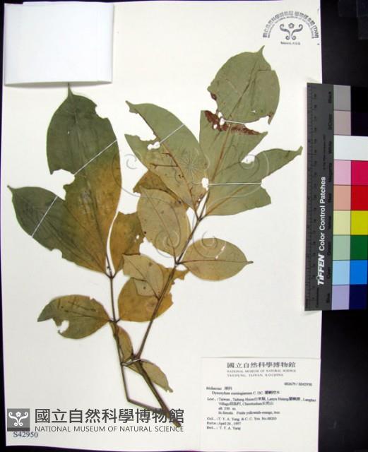 Cuming Pencil-wood Collection Image