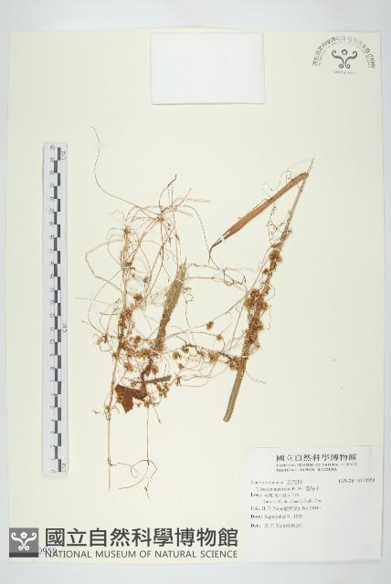 菟絲子藏品圖，第1張