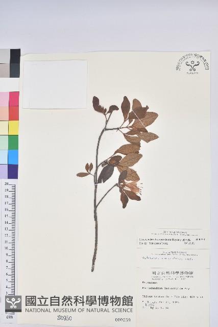 南澳杜鵑藏品圖，第1張