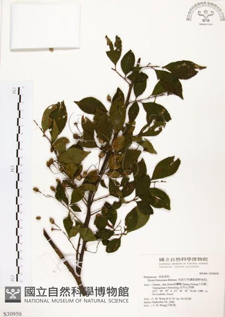 烏皮九芎、奮起湖野茉莉藏品圖，第1張