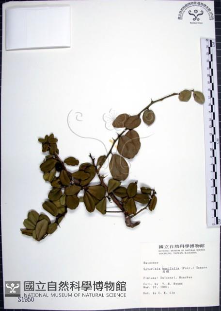 烏柑仔藏品圖，第1張