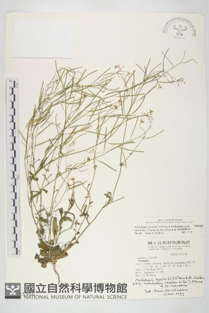 玉山筷子芥藏品圖，第1張