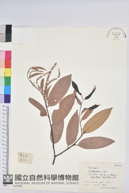 登錄號:S055950藏品圖，第1張