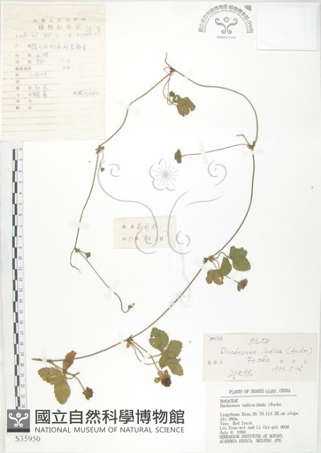 蛇莓、地莓、龍吐珠藏品圖，第1張