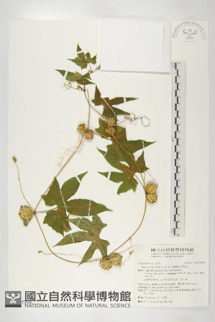 雙輪瓜藏品圖，第1張