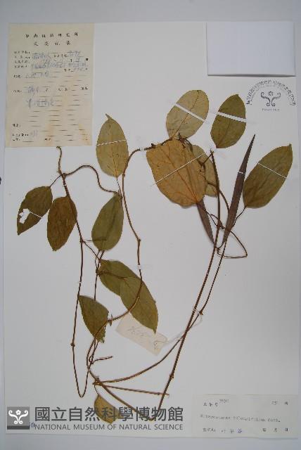 催乳藤藏品圖，第1張