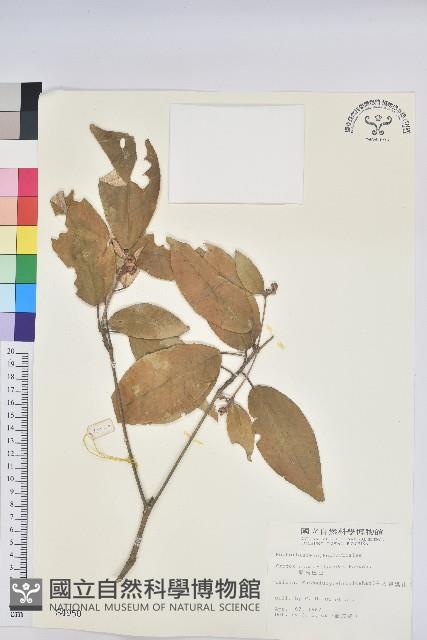 裡白巴豆藏品圖，第1張