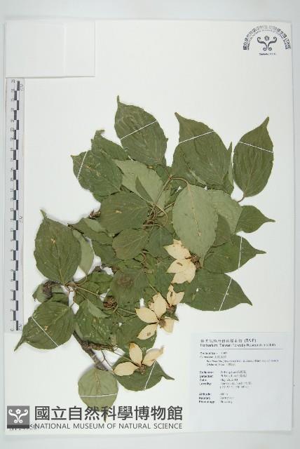 四照花藏品圖，第1張