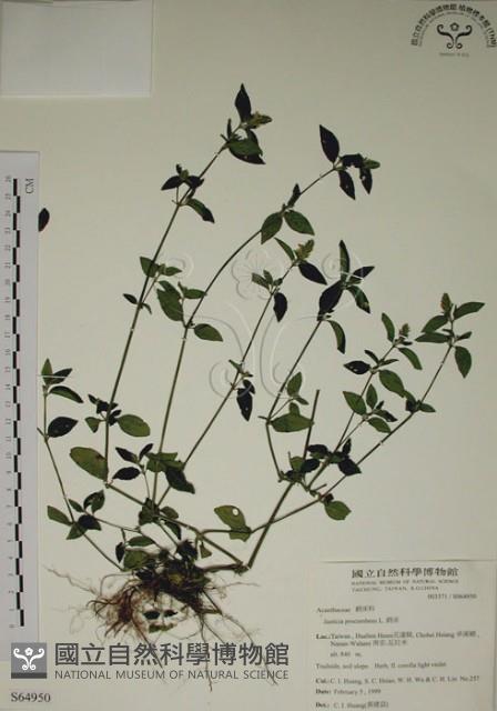 爵床藏品圖，第1張