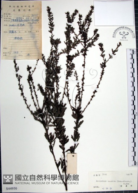 鐵掃帚、千里光藏品圖，第1張