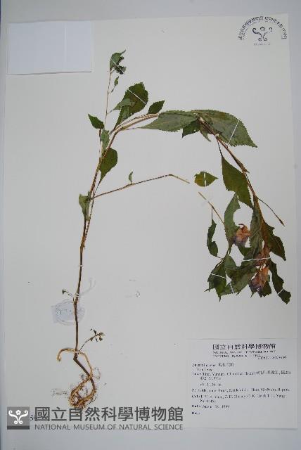 登錄號:S073950藏品圖，第1張