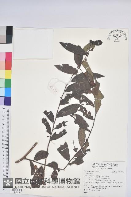 登錄號:S183950藏品圖，第1張