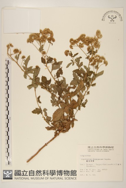 臺灣澤蘭藏品圖，第1張