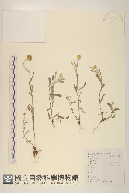 鼠麴草藏品圖，第1張