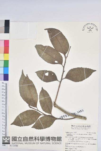 臺灣假黃楊藏品圖，第1張