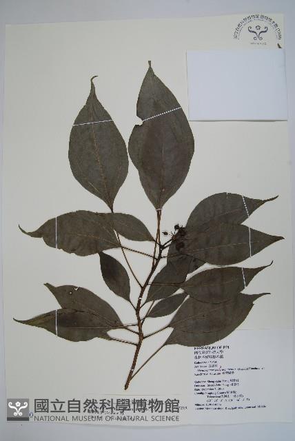 臺灣樹參藏品圖，第1張