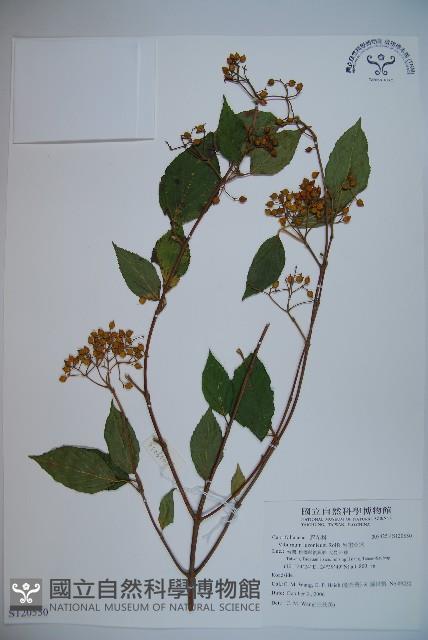 呂宋莢迷藏品圖，第1張