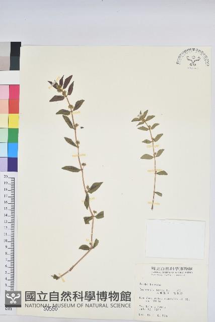 乳仔草藏品圖，第1張