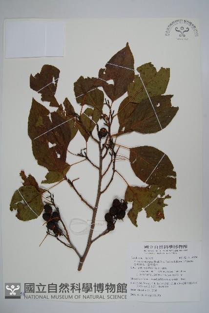 臺灣赤楊、臺灣榿木藏品圖，第1張