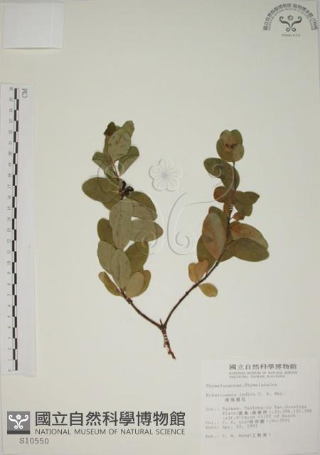 南嶺蕘花藏品圖，第1張