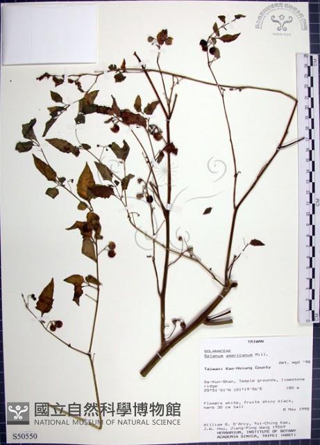 光果龍葵藏品圖，第1張