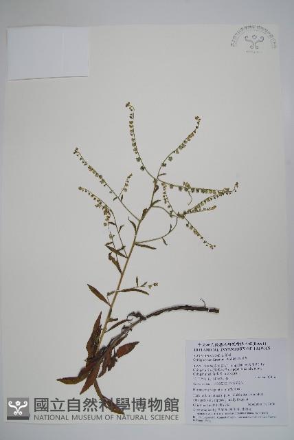 琉璃草藏品圖，第1張