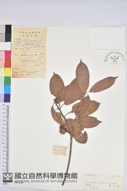 後大埔石櫟、煙斗柯藏品圖，第1張