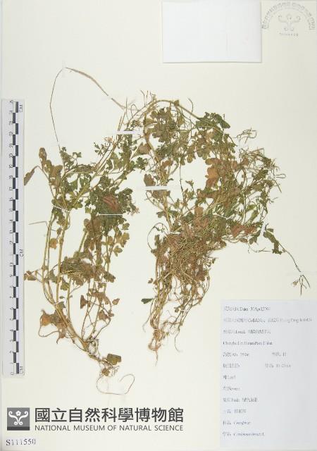 碎米薺藏品圖，第1張