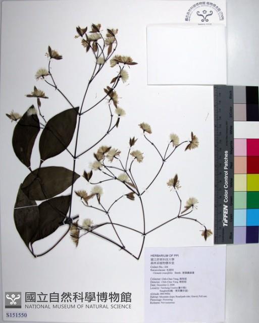 厚葉鐵線蓮藏品圖，第1張