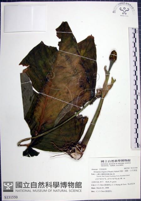 申跋、油跋、小天南星藏品圖，第1張