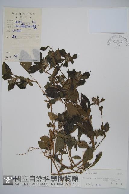 黃瓊草藏品圖，第1張