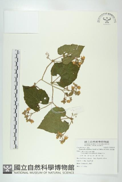 青牛膽藏品圖，第1張