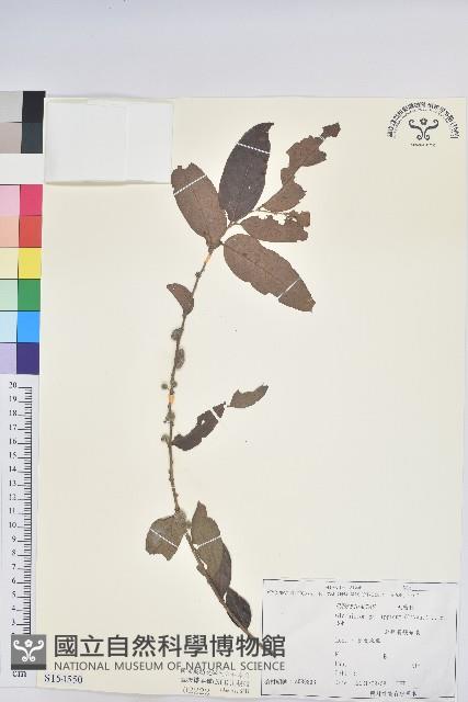 菲律賓饅頭果藏品圖，第1張