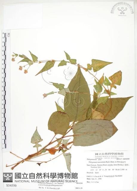 火炭母草、清飯藤藏品圖，第1張