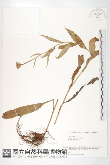 登錄號:S074550藏品圖，第1張